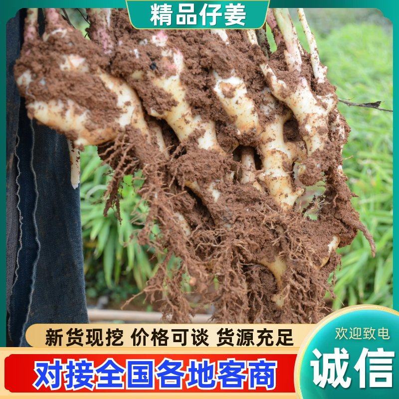 富川子姜一手货源原产地供货新货净菜卖菜都可无断头机械伤耐运输