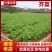 富川芥菜自家种植一手价格现场看货满意在装车不烧心烧边无黑点