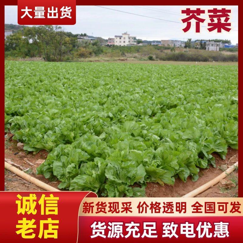富川芥菜自家种植一手价格现场看货满意在装车不烧心烧边无黑点