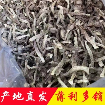 鹿茸菇干货产地直销批发浓香切根脆脆菇精选菌菇蘑菇食用菌