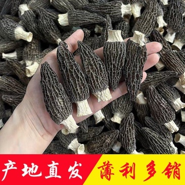 羊肚菌产地直销批发干货头茬新鲜烘干羊肚菇菌菇礼盒土特产
