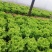 辛姆森绿海生菜种子生育期45天左右抗病性好耐湿热性好晚抽
