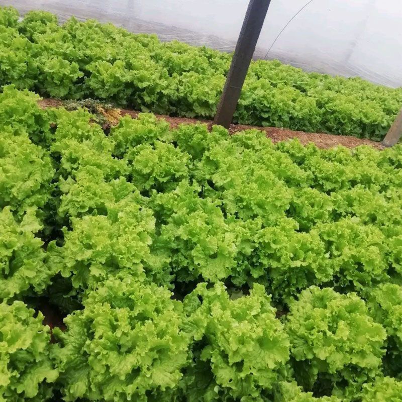 辛姆森绿海生菜种子生育期45天左右抗病性好耐湿热性好晚抽