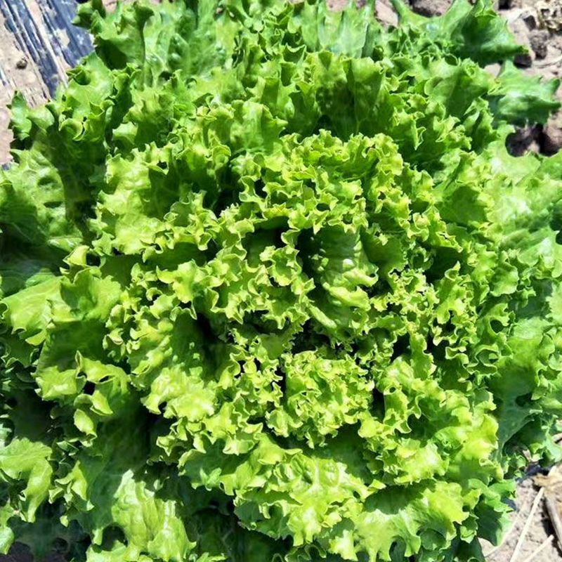 辛姆森绿海生菜种子生育期45天左右抗病性好耐湿热性好晚抽