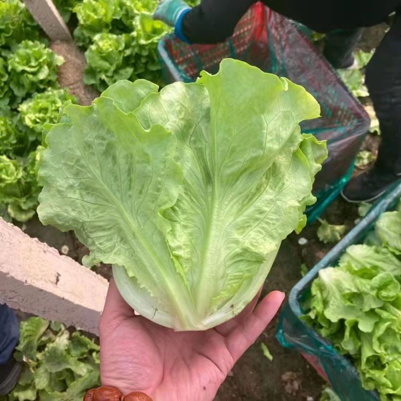 绿水晶生菜种子深绿叶半包心生菜种子脆甜味美耐抽苔生菜种子
