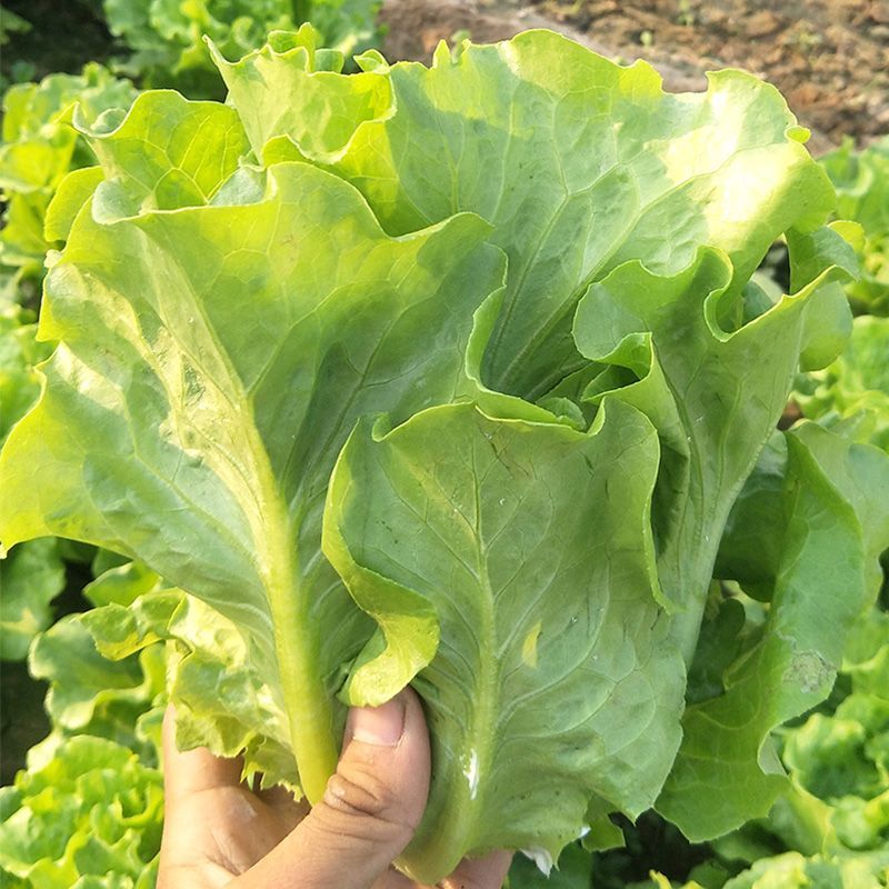 绿水晶生菜种子深绿叶半包心生菜种子脆甜味美耐抽苔生菜种子