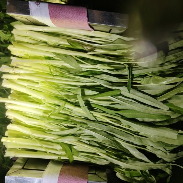 白杆柳叶空心菜