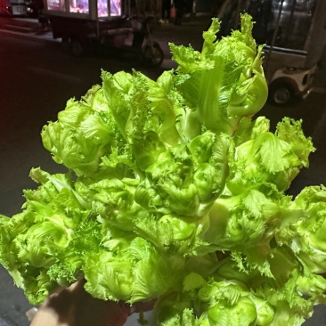 四川精品儿菜产地直发一手货源质量保障全国发货