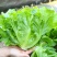 全年耐抽苔生菜种子半包心生菜种子不带苦味脆甜味美生菜种子