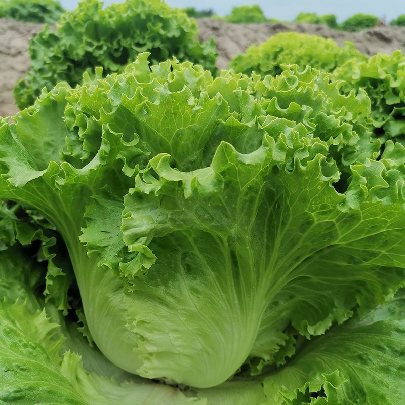 全年耐抽苔生菜种子半包心生菜种子不带苦味脆甜味美生菜种子
