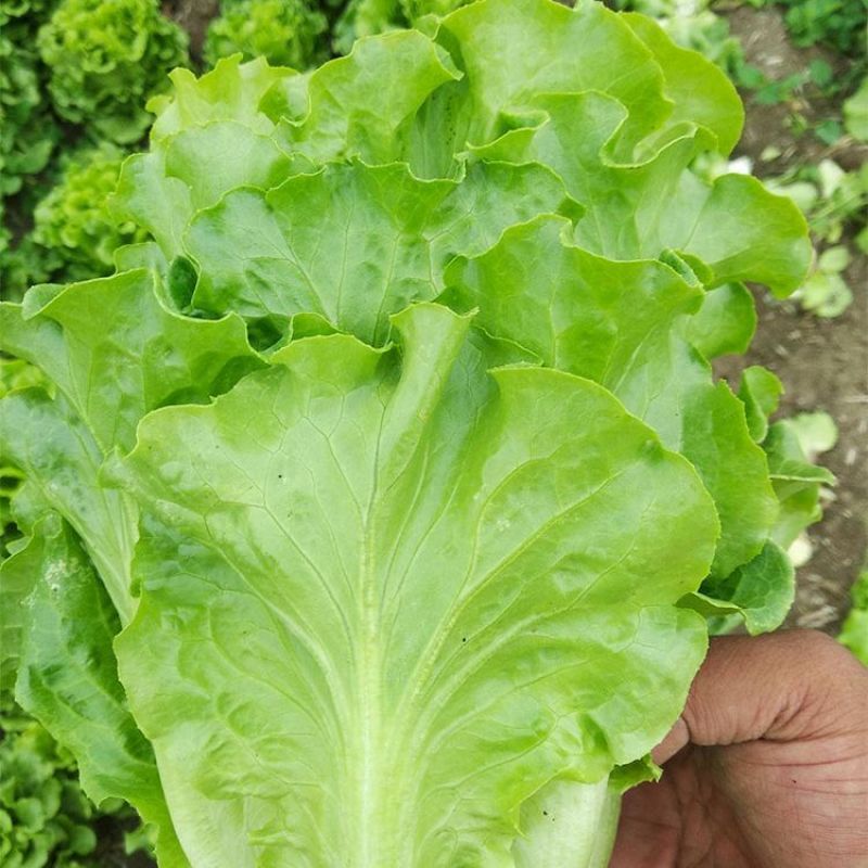 全年耐抽苔生菜种子半包心生菜种子不带苦味脆甜味美生菜种子