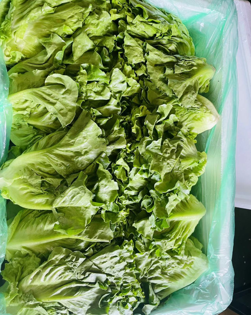 全年耐抽苔生菜种子半包心生菜种子不带苦味脆甜味美生菜种子