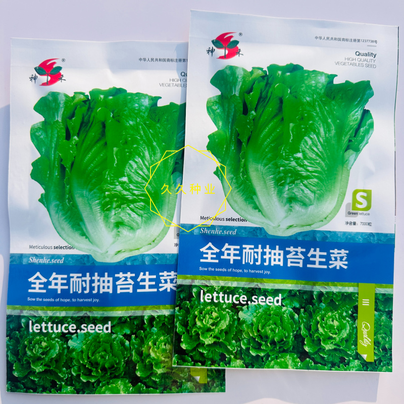 全年耐抽苔生菜种子半包心生菜种子不带苦味脆甜味美生菜种子