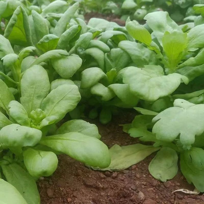神禾虎耳茼蒿种子叶片肥厚清香皇帝菜种子耐寒蒿蒿菜菊花菜种