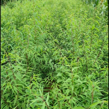 陕西眉县精品山桃实生苗5万待售/双八起步/量大从优