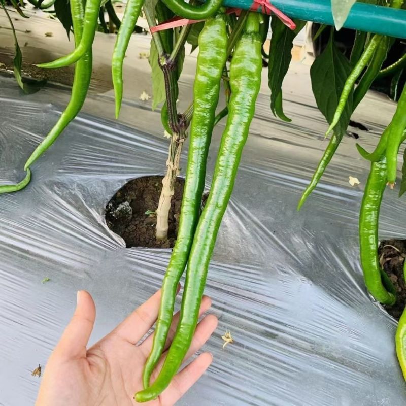 大家族二十三号线椒种子早熟大果长线椒种籽味辣抗病毒病强