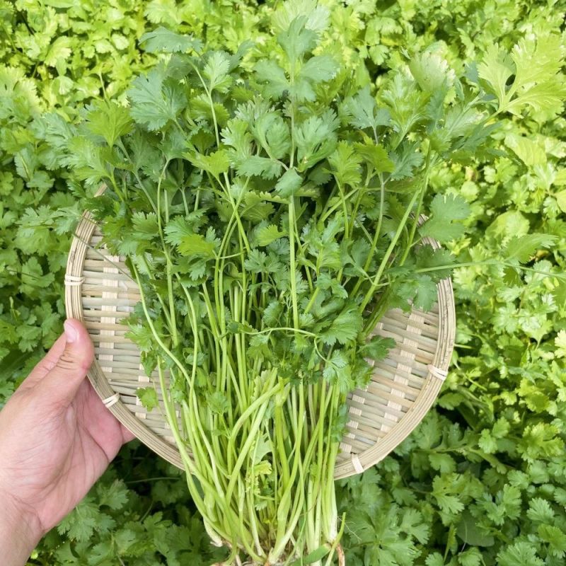 同得利铁杆青香菜种子叶片中等深绿有光泽杆实直立香味浓