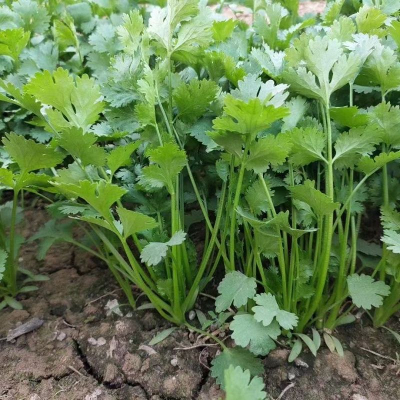 同得利铁杆青香菜种子叶片中等深绿有光泽杆实直立香味浓