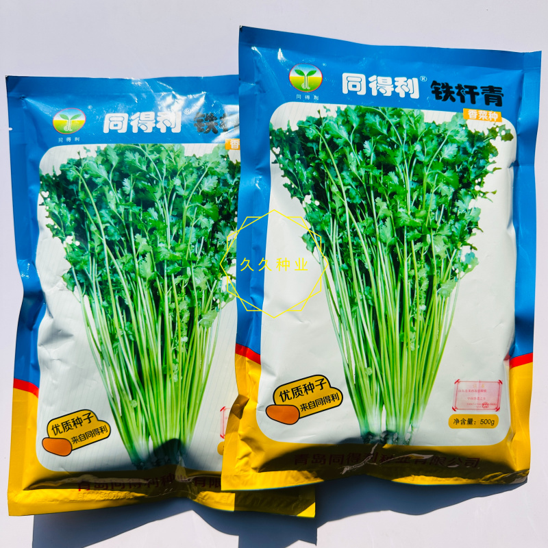 同得利铁杆青香菜种子叶片中等深绿有光泽杆实直立香味浓