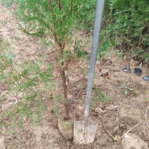 精品侧柏21*21无纺布苗圃直供对接全国可视频看货