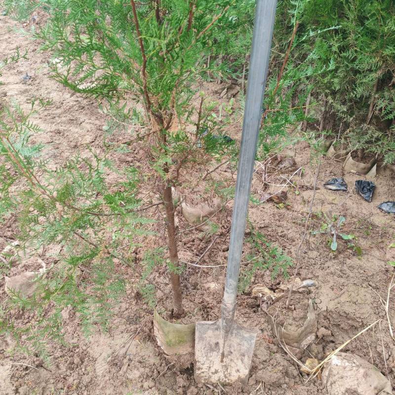 精品侧柏21*21无纺布苗圃直供对接全国可视频看货