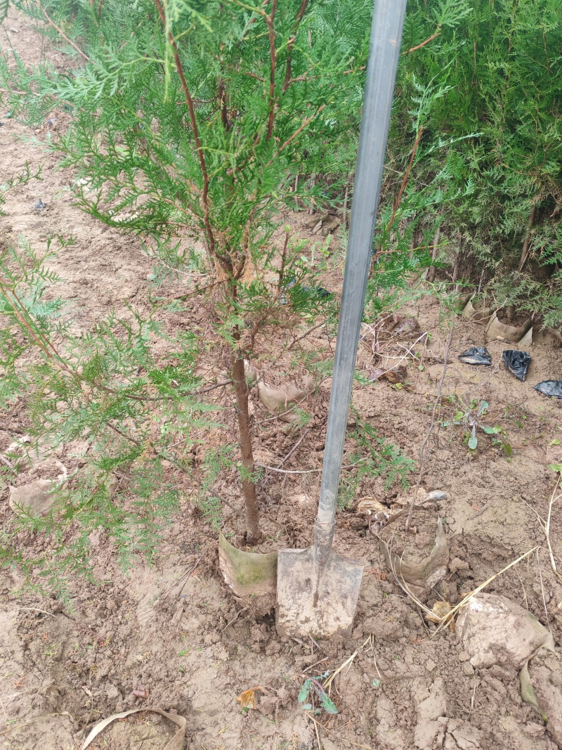 精品侧柏21*21无纺布苗圃直供对接全国可视频看货