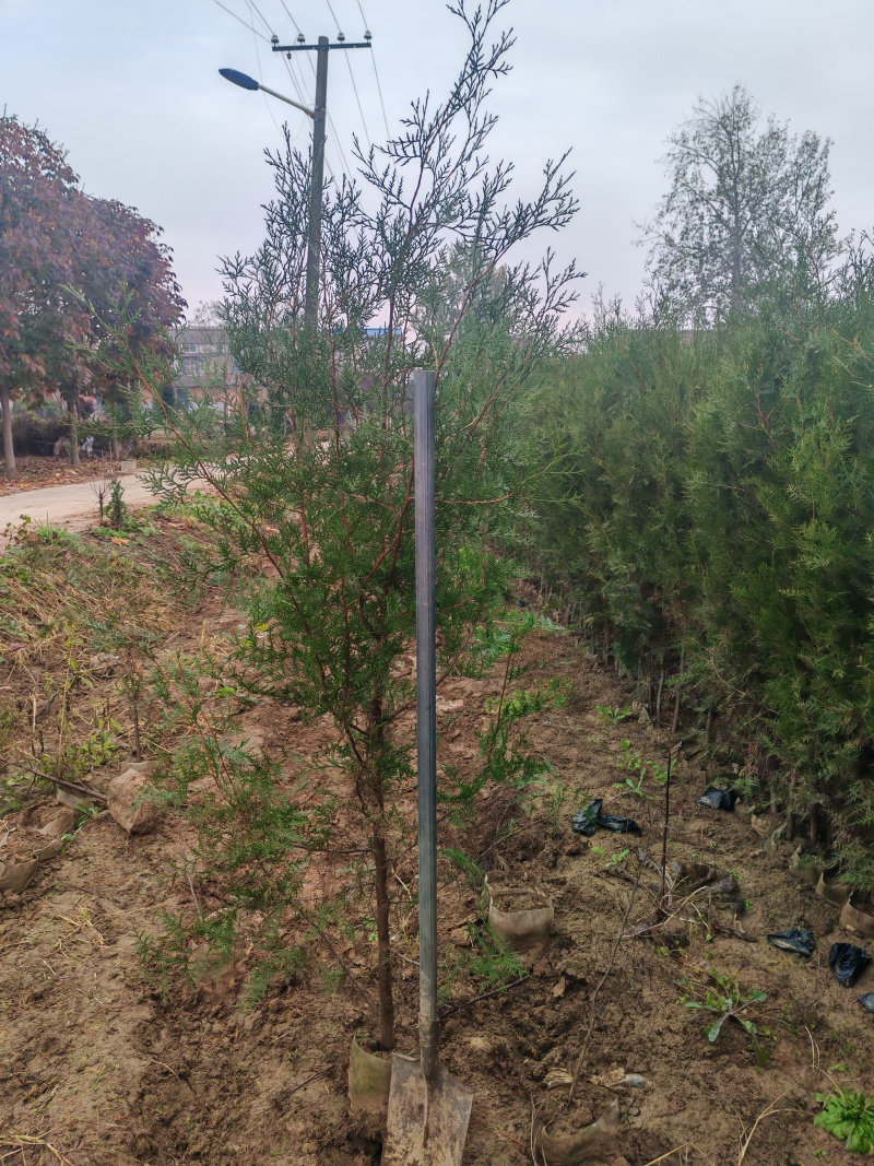精品侧柏21*21无纺布苗圃直供对接全国可视频看货