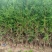 精品侧柏21*21无纺布苗圃直供对接全国可视频看货