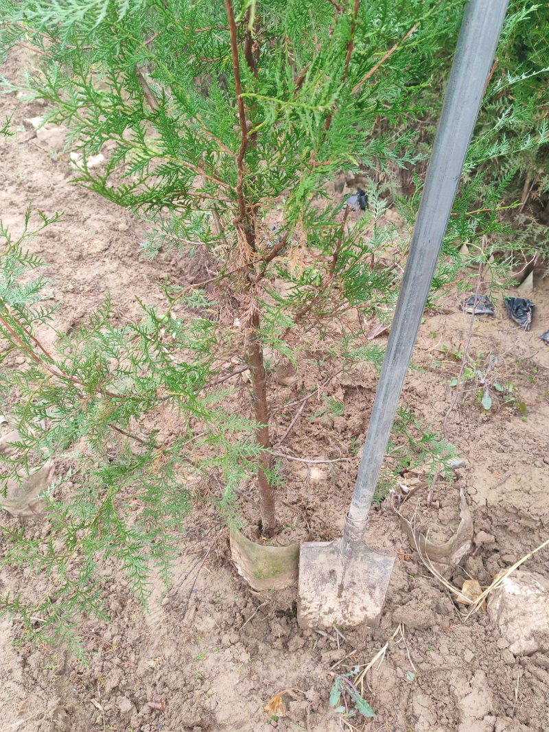 精品侧柏21*21无纺布苗圃直供对接全国可视频看货
