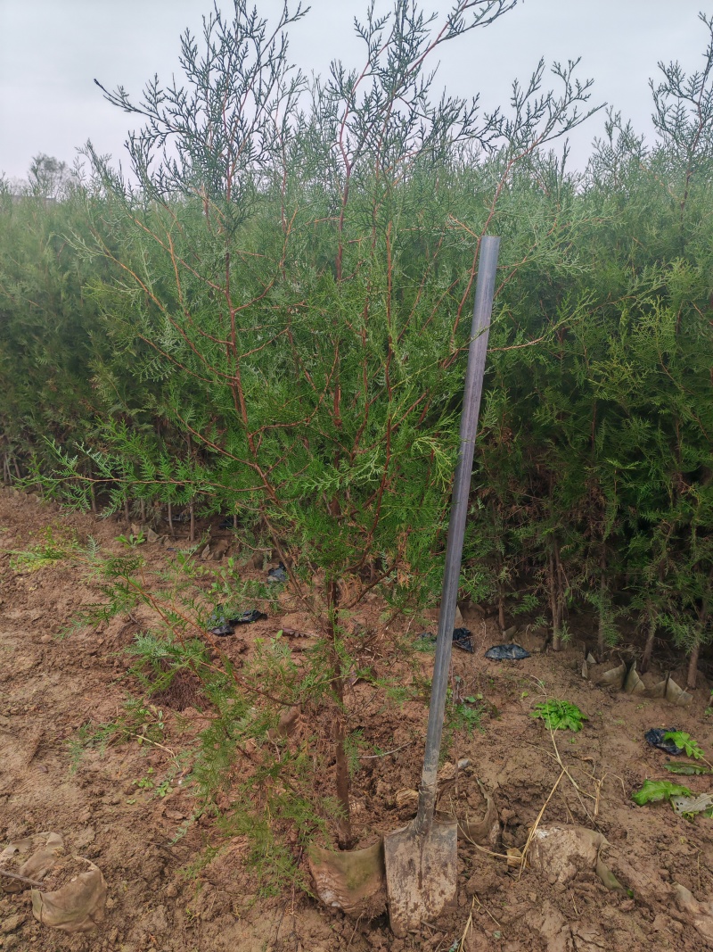 精品侧柏21*21无纺布苗圃直供对接全国可视频看货