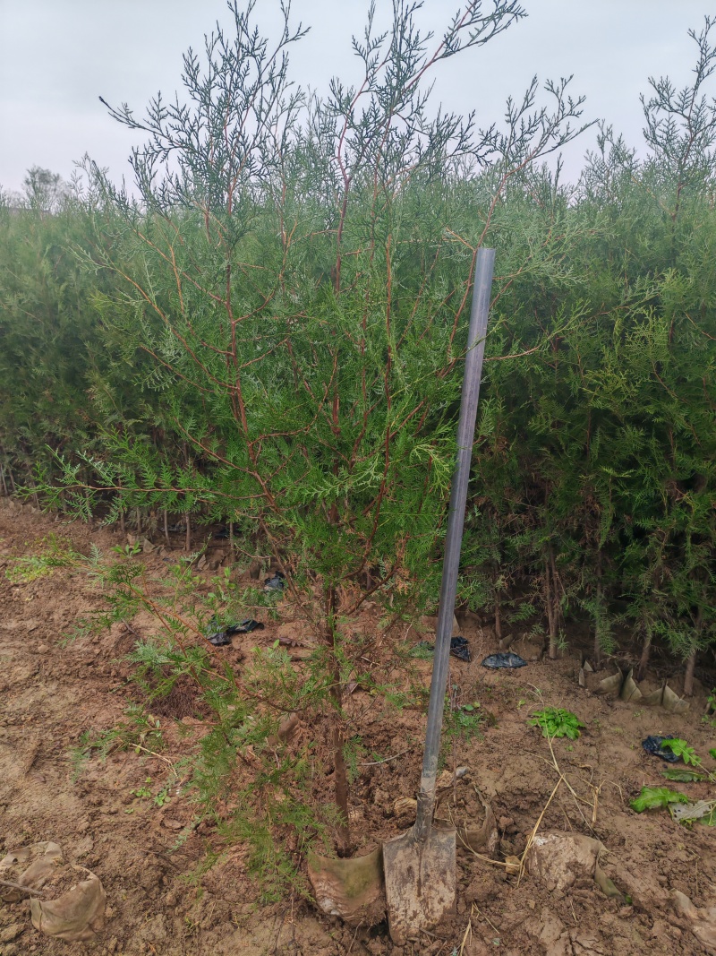 精品侧柏21*21无纺布苗圃直供对接全国可视频看货