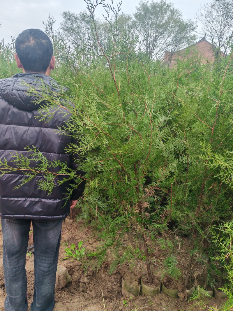 精品侧柏21*21无纺布苗圃直供对接全国可视频看货
