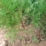 精品侧柏21*21无纺布苗圃直供对接全国可视频看货