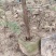 精品侧柏21*21无纺布苗圃直供对接全国可视频看货
