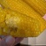 黄金玉米