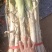 临漳大葱大量上市合作共赢