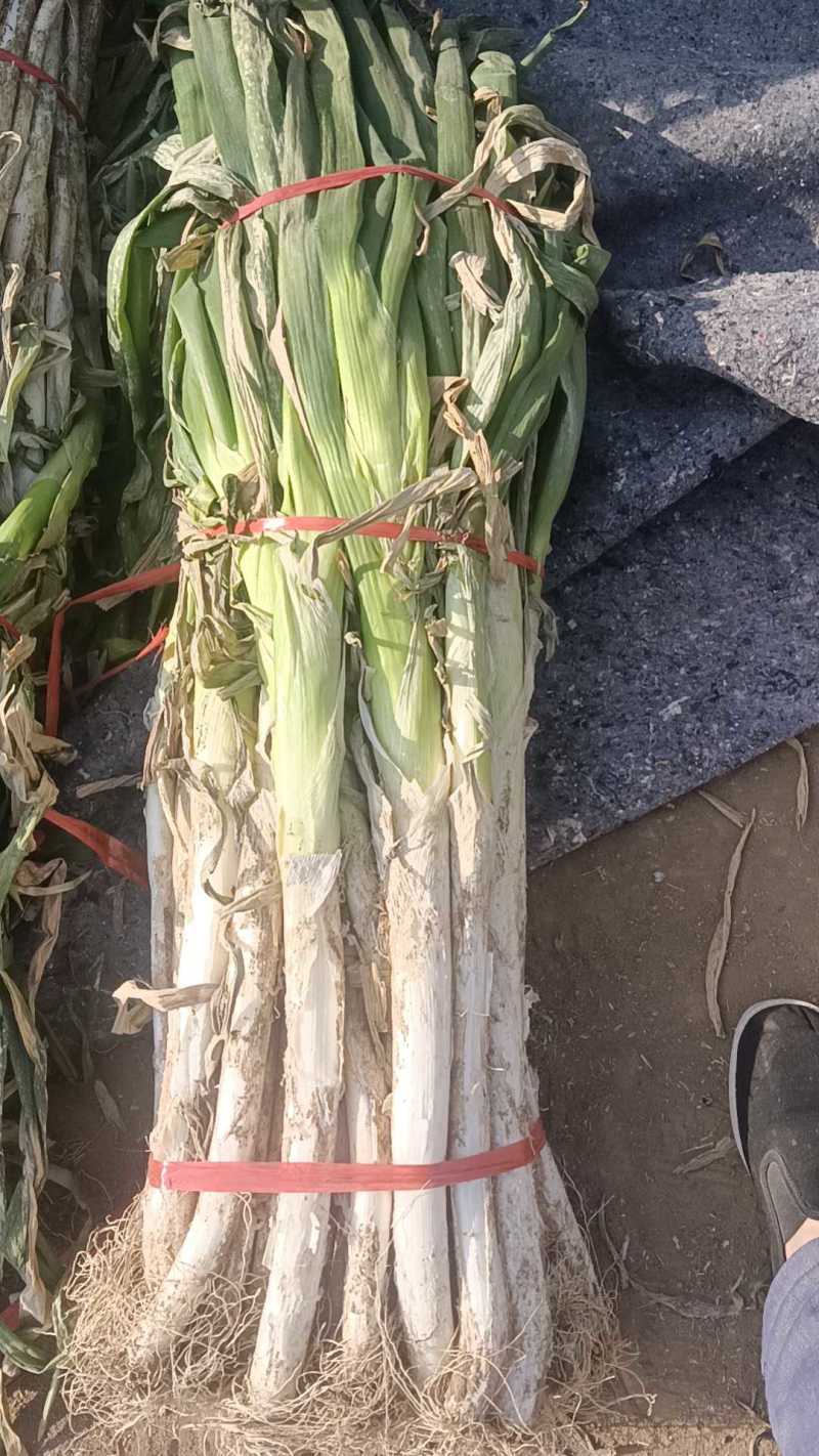 临漳大葱大量上市合作共赢