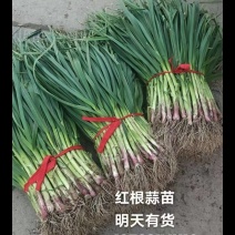 红根蒜苗，安徽省阜阳市临泉县黄岭镇大量批发红根蒜欢迎定购