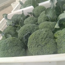 花菜西兰花基地直发货源充足质量保证。