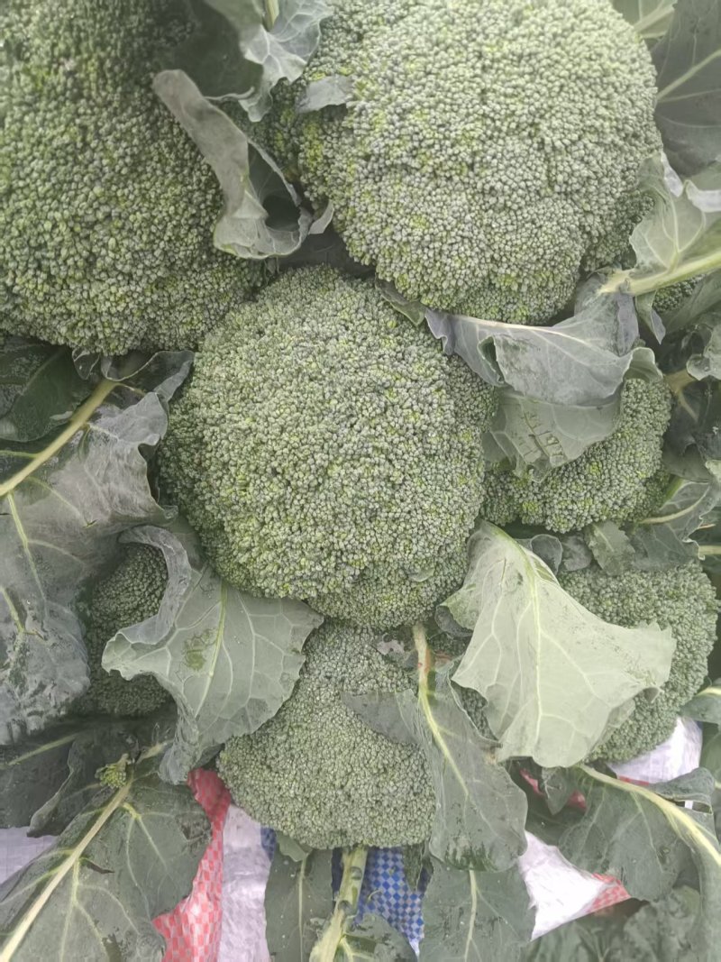 花菜西兰花基地直发货源充足质量保证。