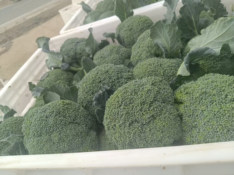 花菜西兰花基地直发货源充足质量保证。