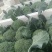 花菜西兰花基地直发货源充足质量保证。