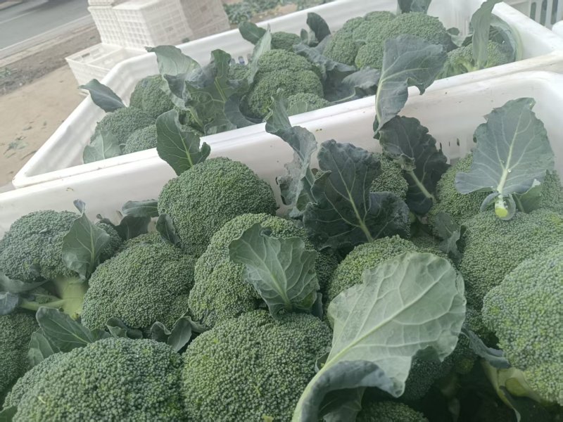 花菜西兰花基地直发货源充足质量保证。