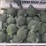 花菜西兰花基地直发货源充足质量保证。