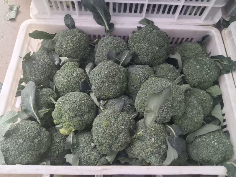 花菜西兰花基地直发货源充足质量保证。