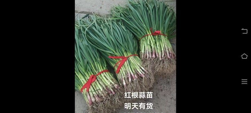 红根蒜苗，安徽省阜阳市临泉县黄岭镇大量批发红根蒜欢迎定购