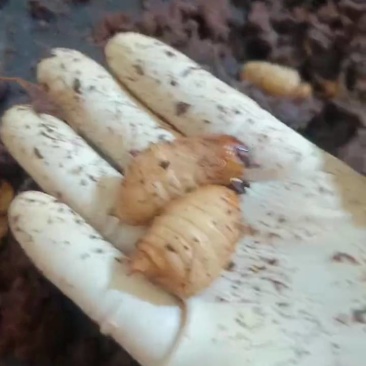 笋虫