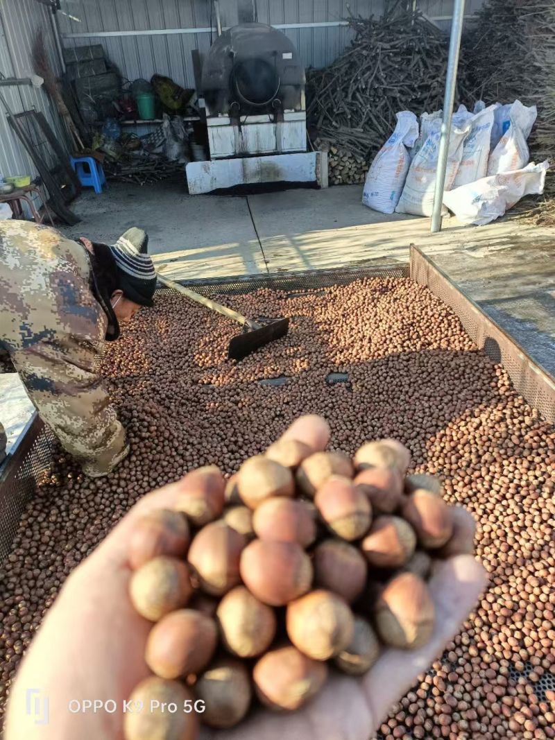 现炒大果榛子批发零售，自产自销保证质量品质