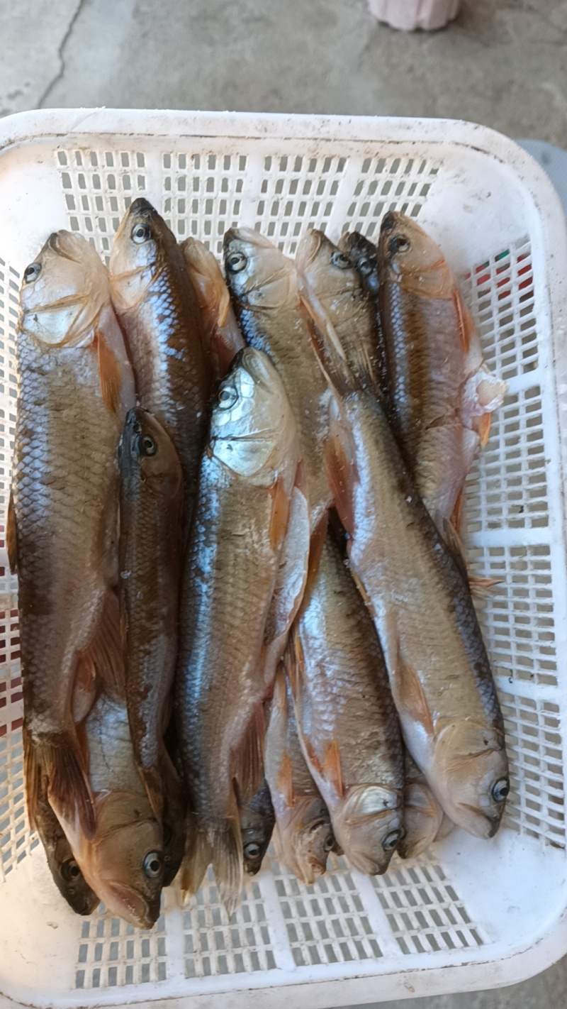 大嘴马口桃花杂