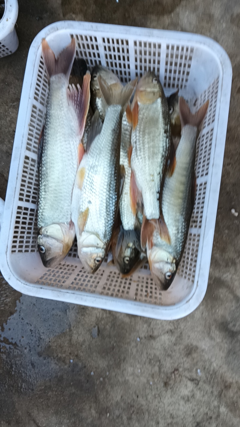 大嘴马口桃花杂